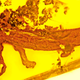 Illustration for article titled This is the First Salamander Ever Found Preserved in Amber